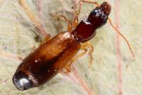 Paradromius linearis
