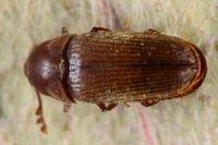 Trixagus dermestoides