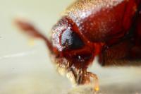 Trixagus dermestoides