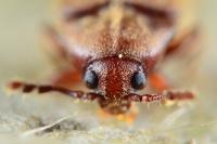 Trixagus dermestoides