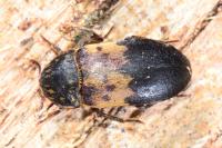 Dermestes lardarius