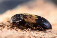 Dermestes lardarius