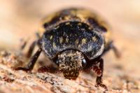 Dermestes lardarius