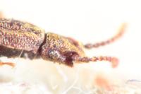 Oryzaephilus surinamensis