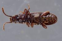 Oryzaephilus surinamensis