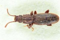Oryzaephilus surinamensis
