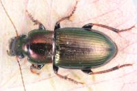 Harpalus distinguendus