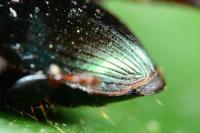 Harpalus distinguendus