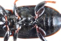Harpalus distinguendus