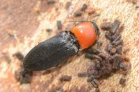 Cardiophorus gramineus