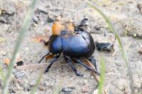 Timarcha goettingensis