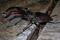Lucanus cervus