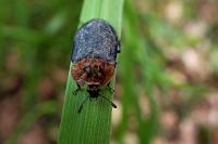 Oiceoptoma thoracicum