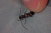 Anoplodera sexguttata