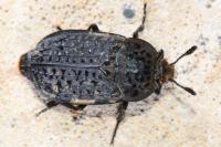 Thanatophilus rugosus