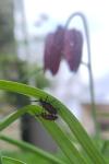 Lilioceris lilii