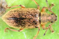 Phyllobius pyri