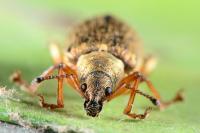Phyllobius pyri