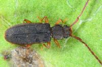 Uleiota planatus