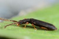 Uleiota planatus