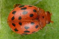 Subcoccinella vigintiquatuorpunctata
