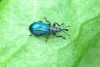 Perapion violaceum