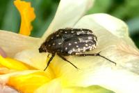 Oxythyrea funesta