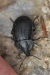 Phosphuga atrata