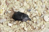 Phosphuga atrata