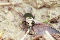 Poecilus cupreus