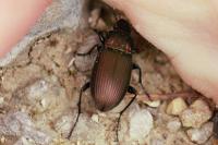 Poecilus cupreus