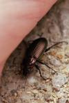 Poecilus cupreus