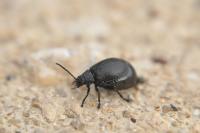 Galeruca tanaceti