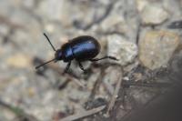Timarcha goettingensis