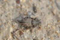 Lepyrus capucinus
