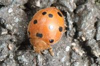 Henosepilachna argus