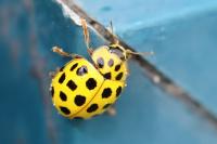 Psyllobora vigintiduopunctata