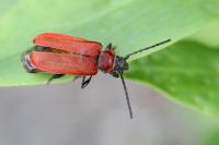 Pyrrhidium sanguineum