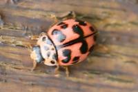 Oenopia conglobata