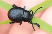 Timarcha goettingensis