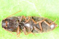 Agriotes sputator