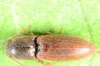 Agriotes sputator