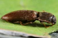 Agriotes sputator
