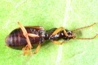 Oxypselaphus obscurus