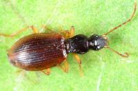 Oxypselaphus obscurus