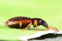 Oxypselaphus obscurus