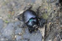 Anoplotrupes stercorosus