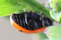 Coccinella septempunctata