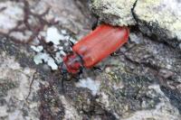 Pyrrhidium sanguineum