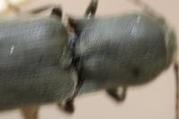 Agriotes pilosellus